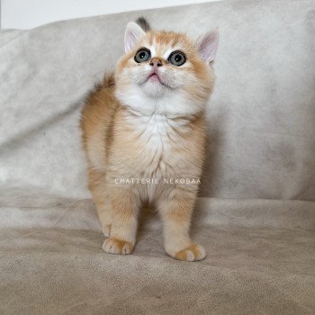 chaton British Shorthair black golden shell Qyojuro Chatterie Nekobaa