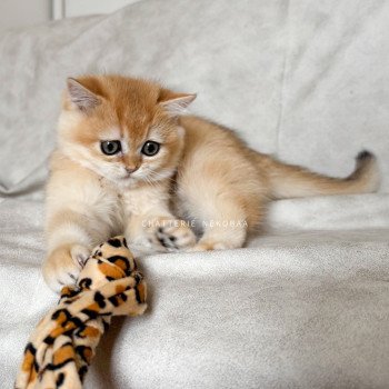 chaton British Shorthair black golden shell Qyojuro Chatterie Nekobaa