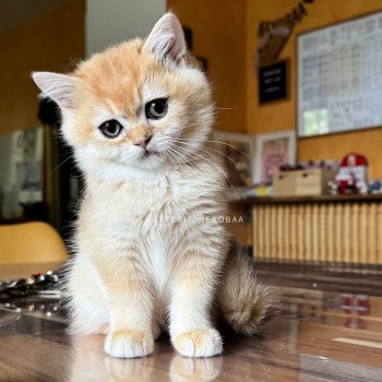 chaton British Shorthair black golden shell Qyojuro Chatterie Nekobaa
