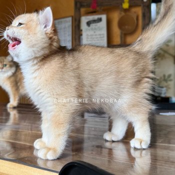chaton British Shorthair black golden shell Qyojuro Chatterie Nekobaa