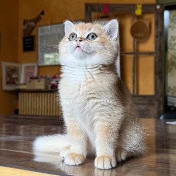 chaton British Shorthair black golden shell Qyojuro Chatterie Nekobaa
