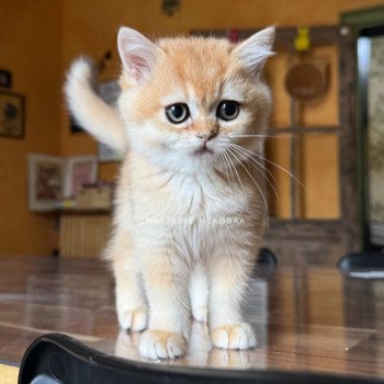 chaton British Shorthair black golden shell Qyojuro Chatterie Nekobaa