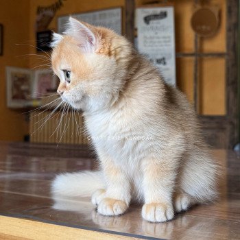 chaton British Shorthair black golden shell Qyojuro Chatterie Nekobaa