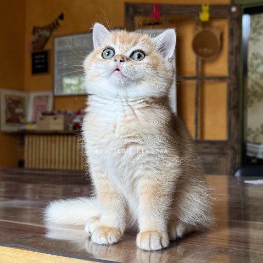 Qyojuro Mâle British Shorthair