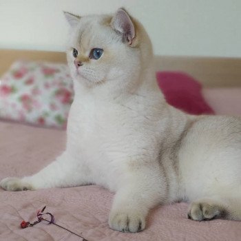 chat British Shorthair seal golden shaded point Raki Chatterie Nekobaa