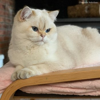chat British Shorthair seal golden shaded point Ronaldo Chatterie Nekobaa chat British Shorthair seal golden shaded point Ronaldo Chatterie Nekobaa