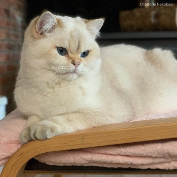 chat British Shorthair seal golden shaded point Ronaldo Chatterie Nekobaa