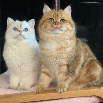 chat British Shorthair seal golden shaded point Ronaldo Chatterie Nekobaa