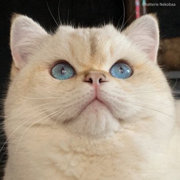 chat British Shorthair seal golden shaded point Ronaldo Chatterie Nekobaa chat British Shorthair seal golden shaded point Ronaldo Chatterie Nekobaa