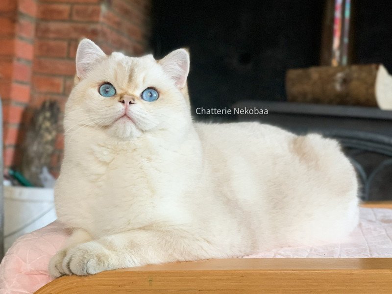 Raki Mâle British Shorthair