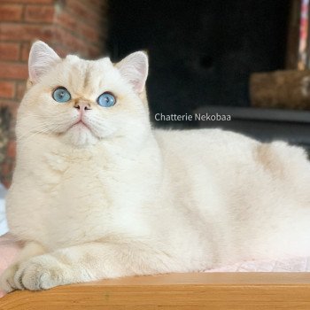 chat British Shorthair seal golden shaded point Ronaldo Chatterie Nekobaa