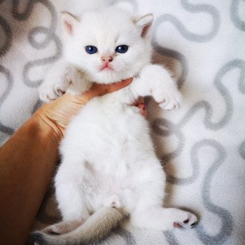 chat British Shorthair seal golden shaded point Ronaldo Chatterie Nekobaa chat British Shorthair seal golden shaded point Ronaldo Chatterie Nekobaa