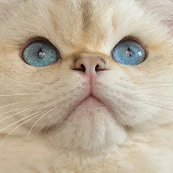 chat British Shorthair seal golden shaded point Ronaldo Chatterie Nekobaa