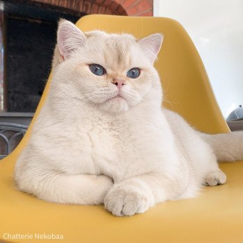 chat British Shorthair seal golden shaded point Ronaldo Chatterie Nekobaa