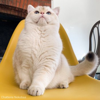 Raki Mâle British Shorthair