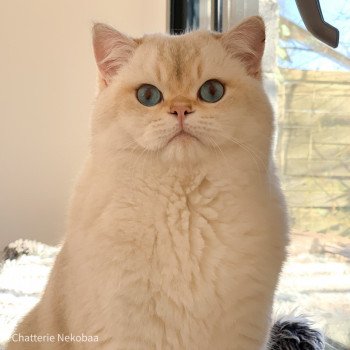 chat British Shorthair seal golden shaded point Ronaldo Chatterie Nekobaa chat British Shorthair seal golden shaded point Ronaldo Chatterie Nekobaa