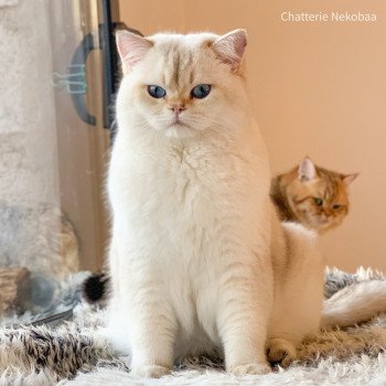 chat British Shorthair seal golden shaded point Ronaldo Chatterie Nekobaa