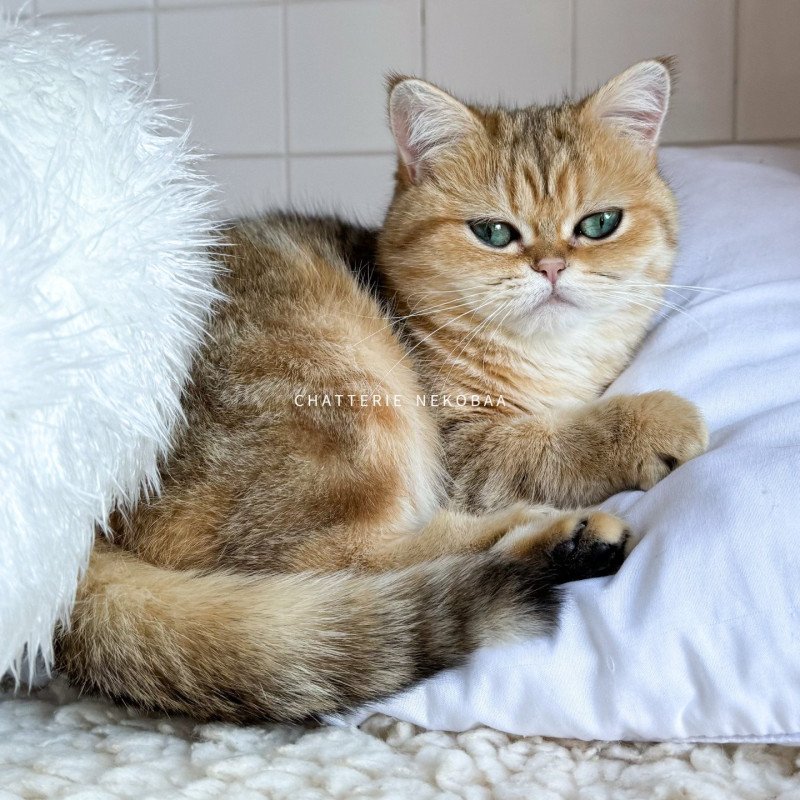 Ran Femelle British Shorthair