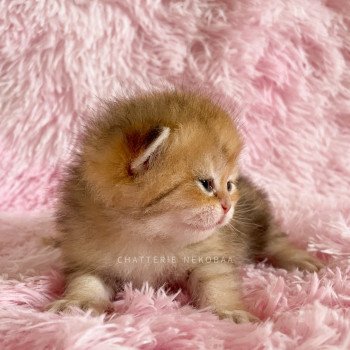 chaton British Shorthair black golden blotched tabby Ran Chatterie Nekobaa