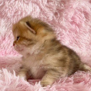 chaton British Shorthair black golden blotched tabby Ran Chatterie Nekobaa