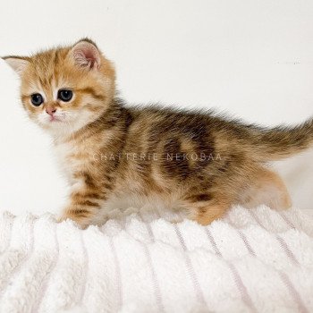 chaton British Shorthair black golden blotched tabby Ran Chatterie Nekobaa