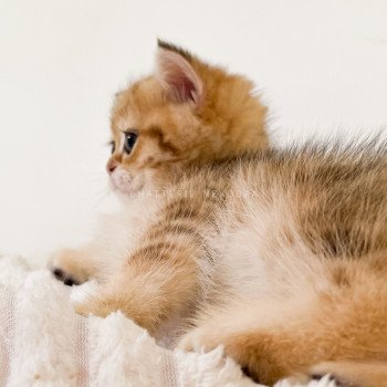 chaton British Shorthair black golden blotched tabby Ran Chatterie Nekobaa