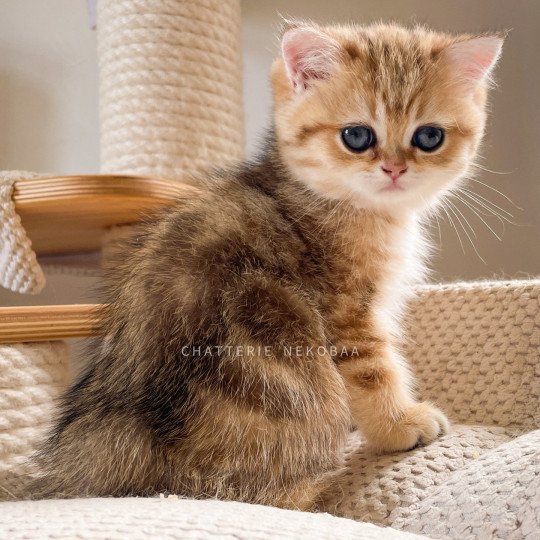 Unquestionable Ran Femelle British Shorthair