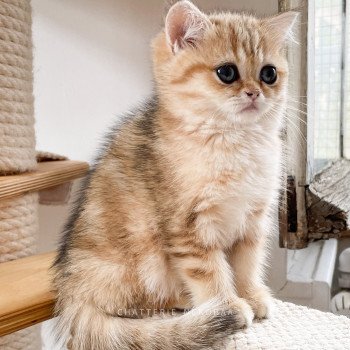 chaton British Shorthair black golden blotched tabby Ran Chatterie Nekobaa