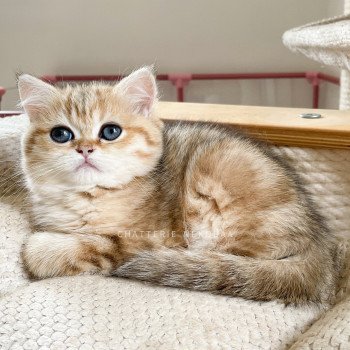 chaton British Shorthair black golden blotched tabby Ran Chatterie Nekobaa