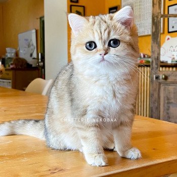 chat British Shorthair black golden blotched tabby Unquestionable Ran Chatterie Nekobaa