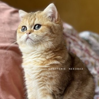 chat British Shorthair black golden blotched tabby Ran Chatterie Nekobaa