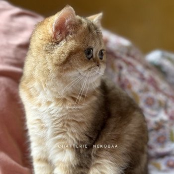 chat British Shorthair black golden blotched tabby Ran Chatterie Nekobaa