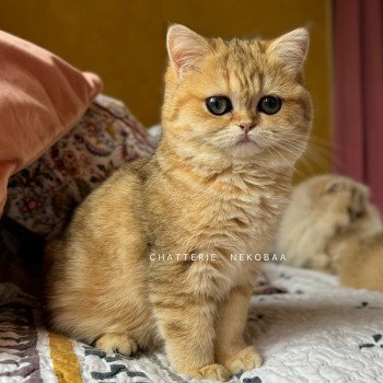 chat British Shorthair black golden blotched tabby Ran Chatterie Nekobaa