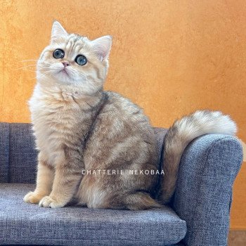 chat British Shorthair black golden blotched tabby Ran Chatterie Nekobaa