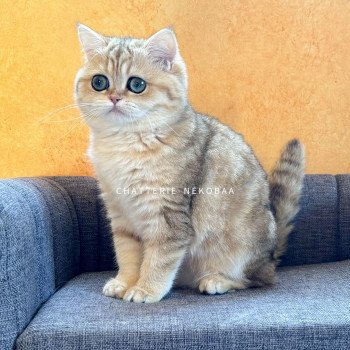 chat British Shorthair black golden blotched tabby Ran Chatterie Nekobaa