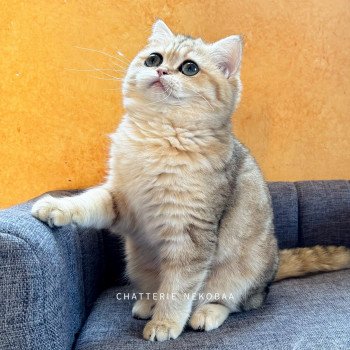 chat British Shorthair black golden blotched tabby Ran Chatterie Nekobaa