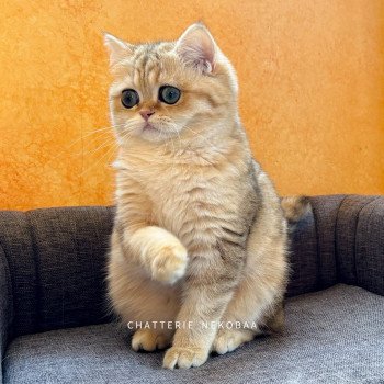 chat British Shorthair black golden blotched tabby Ran Chatterie Nekobaa