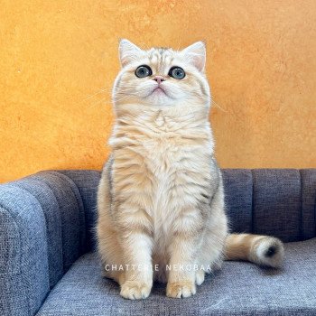 chat British Shorthair black golden blotched tabby Ran Chatterie Nekobaa