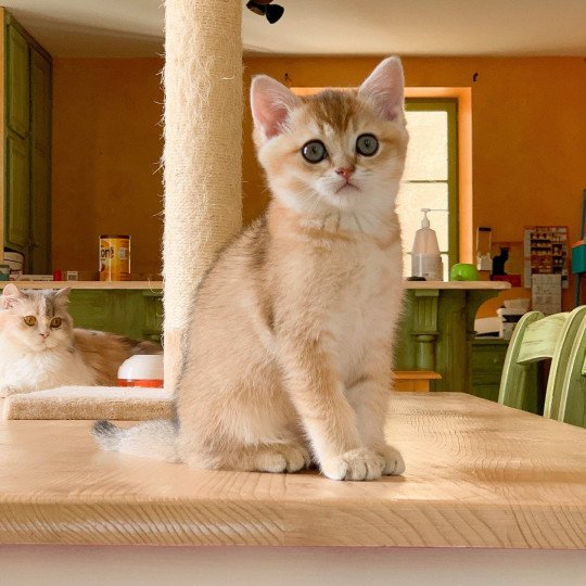 Ranma Mâle British Shorthair