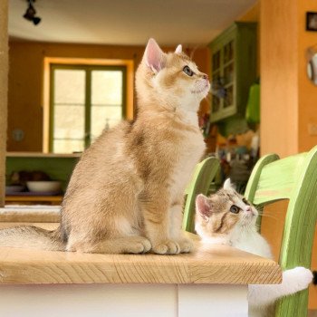 chaton British Shorthair brown (black golden) ticked tabby Ranma Chatterie Nekobaa