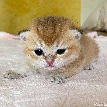 chaton British Shorthair golden Ranma Chatterie Nekobaa