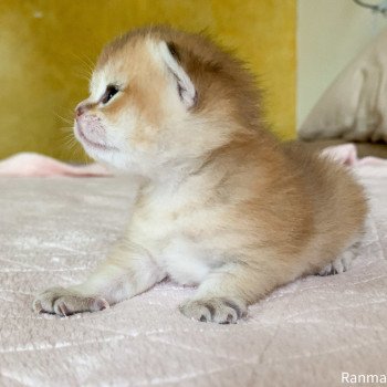 chaton British Shorthair golden Ranma Chatterie Nekobaa