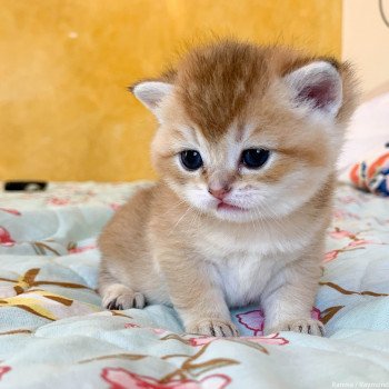 chaton British Shorthair golden Ranma Chatterie Nekobaa