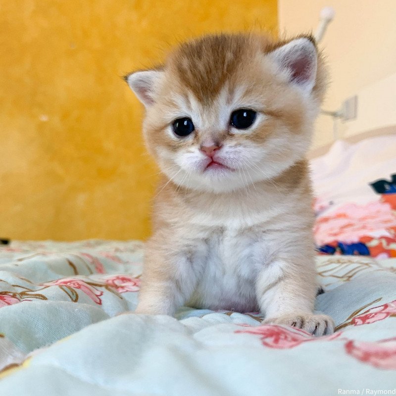 Ranma Mâle British Shorthair