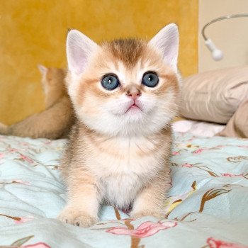 chaton British Shorthair brown (black golden) ticked tabby Ranma Chatterie Nekobaa