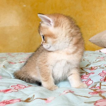 chaton British Shorthair brown (black golden) ticked tabby Ranma Chatterie Nekobaa