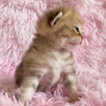 chaton British Shorthair black golden blotched tabby Ren Chatterie Nekobaa