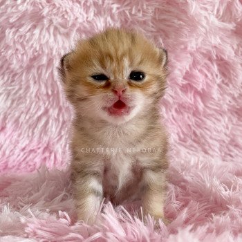 chaton British Shorthair black golden blotched tabby Ren Chatterie Nekobaa