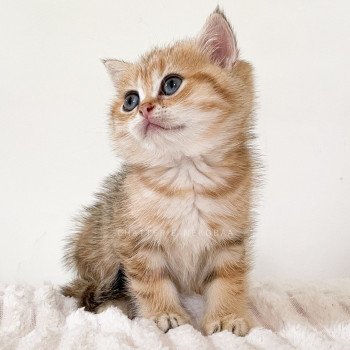 chaton British Shorthair black golden blotched tabby Ren Chatterie Nekobaa