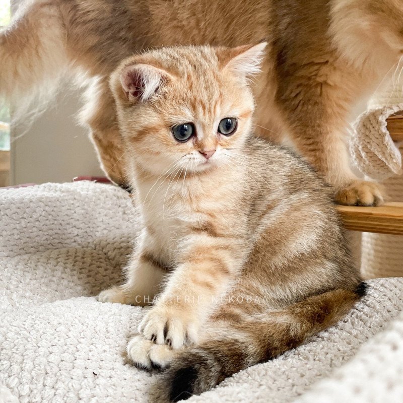 Ultra Ren Femelle British Shorthair